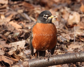Amerikaanse roodborst met bladeren Winterfoto, digitale download, natuur natuurfotografie