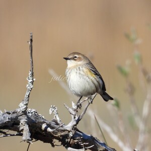 Gulrumpsångare i Charleston-fotografi, digital nedladdning, natur- och djurlivsfotografering