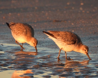 Red Knot Sandpipers on the Beach Photograph, Digital Download, Nature Wildlife Photography, Digital Wallpaper, Printable Wall Art