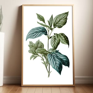 Basil Plant, Botanical Poster, Plant Illustration Print, Kitchen Decor, Home Decor, Food Wall Art, Kitchen Wall Art, Cooking Art, Herbs