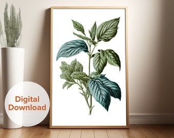 Basil Plant Botanical Poster, Botanical Art, Digital Print, Kitchen Decor, Food Wall Art, Kitchen Wall Art, Cooking Art, Printable Art