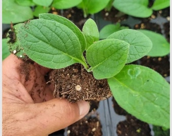 3 plantas de Consuelda Rusa Ecologica Bocking 14 - ENVIOS SOLO PENINSULA