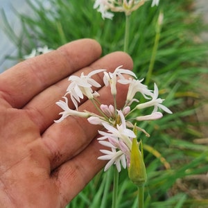 5 EDIBLE WHITE Garlic Flower plants // ECOLOGICAL white Tulbaghia