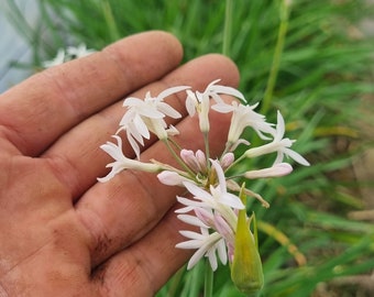 5 plantas de Flor de Ajo BLANCA COMESTIBLE // Tulbaghia blanca ECOLOGICA