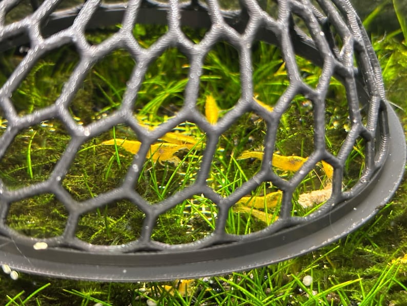 May include: A black plastic dome-shaped net with a hexagonal pattern, containing several small yellow shrimp in a tank with green aquatic plants.