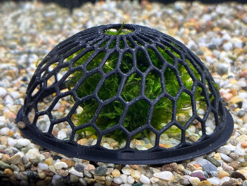May include: A black plastic dome-shaped mesh plant holder with a green moss plant inside. The holder is sitting on a bed of small white and brown pebbles.