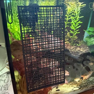 Może przedstawiać: Czarny, prostokątny separator akwarium z wzorem kratki jest umieszczony w szklanym akwarium. Akwarium zawiera zielone rośliny wodne, brązowe i czerwone liście oraz jasny substrat. Separator umieszczony jest blisko środka zbiornika.