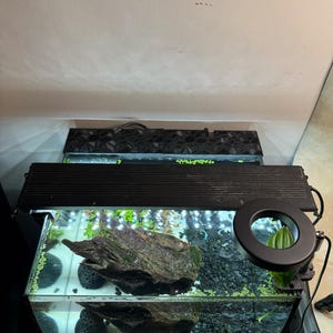 Puede incluir: Un acuario rectangular de vidrio con una parte superior negra y una l&aacute;mpara negra. En el interior, hay un gran trozo de madera flotante, grava negra y plantas verdes. El acuario est&aacute; iluminado por una luz cenital y una peque&ntilde;a luz redonda.