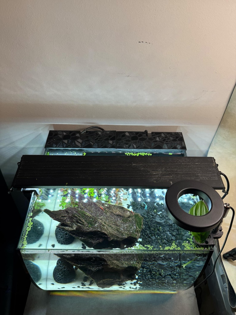 Puede incluir: Un acuario rectangular de vidrio con una parte superior negra y una l&aacute;mpara negra. En el interior, hay un gran trozo de madera flotante, grava negra y plantas verdes. El acuario est&aacute; iluminado por una luz cenital y una peque&ntilde;a luz redonda.