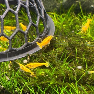 May include: A close-up of a black plastic mesh dome over a tank of yellow shrimp in a green aquatic plant environment.
