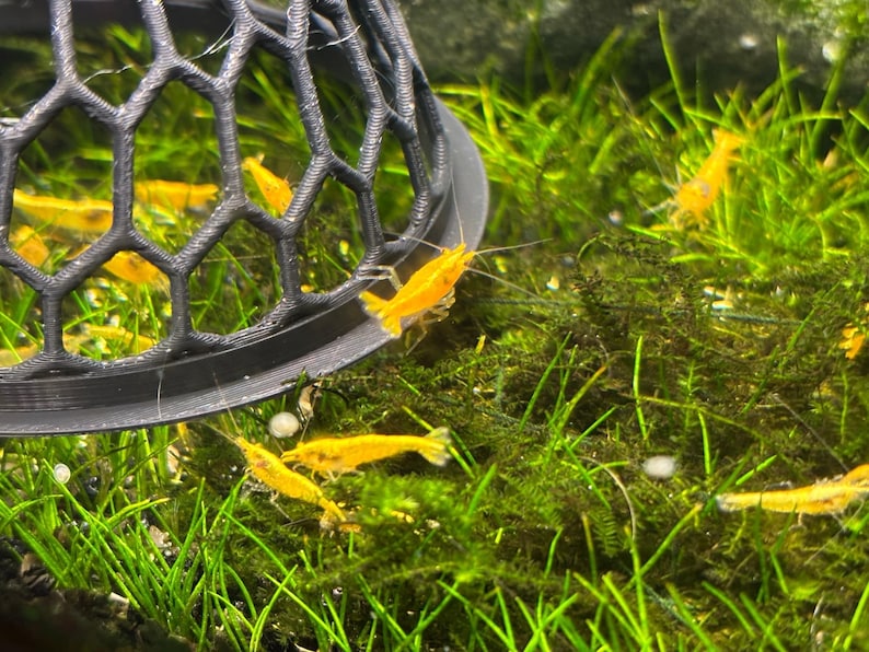 May include: A close-up of a black plastic mesh dome over a tank of yellow shrimp in a green aquatic plant environment.