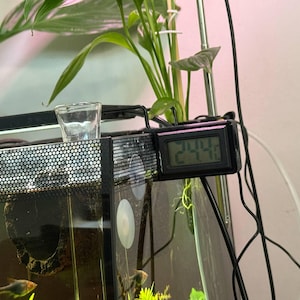May include: A digital thermometer showing 24.4°C is attached to a black aquarium. The tank features a mesh lid and houses plants and fish. A small glass sits on the edge.