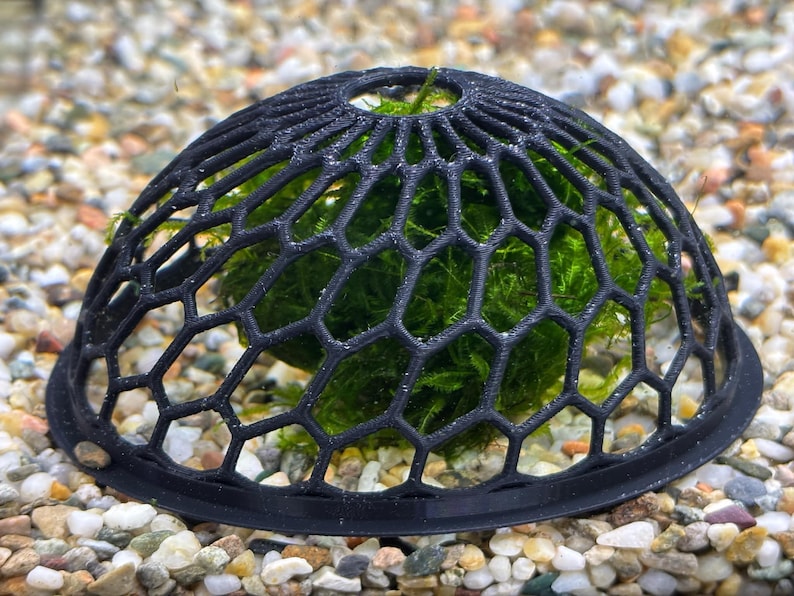 May include: A black plastic dome-shaped mesh plant holder with a green moss ball inside. The holder is designed to allow water to flow through the mesh and keep the moss ball moist.