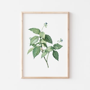 Vintage Tradescantia Print: Botanical Antique Wall Decor