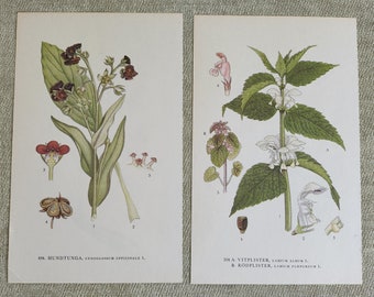 Herbs botanical print in Swedish and Latin, original vintage book page Nordens Flora, pink plant print, Set of 2 wildflower lithography