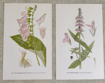 Botanical print in Swedish and Latin, original vintage book page Nordens Flora, pink plant print, Set of 2 wildflower lithography