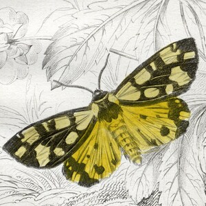 Può includere: Illustrazione botanica antica di falene, con tre specie: Clouded Buff, Cream-spot Tiger Moth e Ruby Tiger Moth. L'opera d'arte include disegni dettagliati degli insetti, fiori e fogliame, con il testo "PLATE 20." e i nomi delle specie.