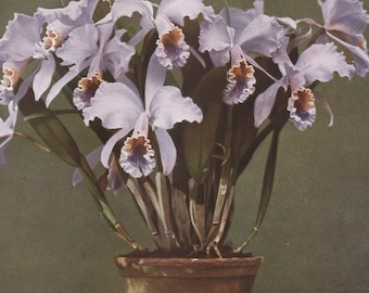 1915 Mossiae's Cattleya Orchid - Cattleya labiata var. Mossiae Rchb. f. | Vintage German Orchid Litho - Antique Botanical Chromolithograph