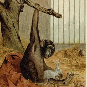 May include: An antique illustration of a chimpanzee holding a white rabbit. The chimpanzee is depicted in a cage with hay and a red cloth. The image is labeled "CHIMPANZEE" at the bottom.