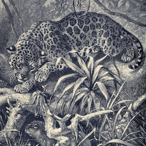 Incisione antica - Giaguaro nella fitta giungla, intricata illustrazione della fauna selvatica su carta gialla | Animare la creazione, Rev. JG Legno, 1898