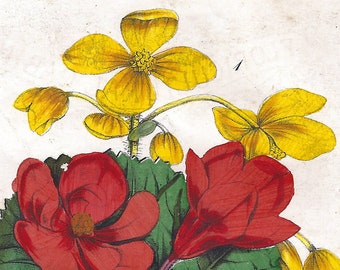May include: A botanical illustration of two types of Begonia flowers. The Begonia xanhtina has yellow flowers and the Begonia Restonensis has red flowers. The illustration is on a white background.