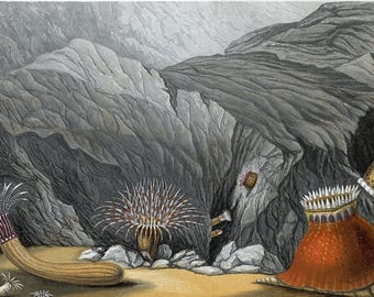 1860 Antique Lithograph - British Sea Anemones: Phellia Gausapata, Bunodes Coronata, Edwardsia Carnea, Cerianthus Lloydii | Victorian Print