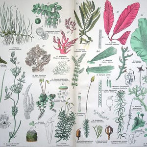 1887 | Litografía botánica: musgos, hepáticas, algas y líquenes de "Naturgeschichte des Pflanzenreichs" | Ilustración botánica alemana