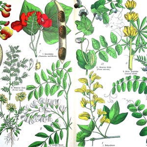 1887 Antike botanische Lithographie – Erbse, Linse, Akazie und Lupine aus „Naturgeschichte des Pflanzenreichs“ | Deutsche Botanische Illustration