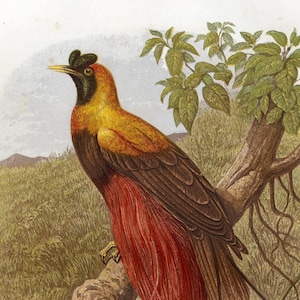 Op de afbeelding: Een Ruby Bird of Paradise, Paradisaea rubra, zittend op een tak met een lange, zwarte staart. De vogel is geel, rood en zwart met een blauwe kop. De vogel is omringd door groen gebladerte en een waterpartij.
