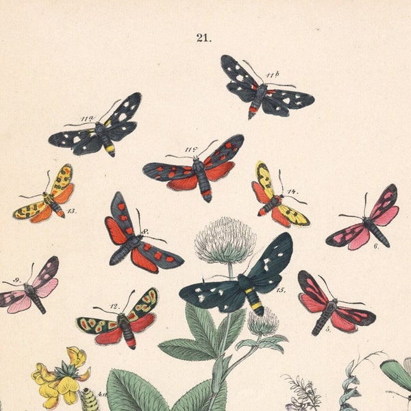 1883 | Antique Hand-Colored Lepidoptera Print - Unfortunate Aglaope (Aglaope infausta) - Globularia Spinster (Ino globulariae) - Butterflies