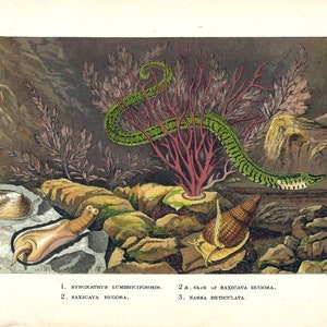 May include: A detailed vintage illustration of marine life, including a green and black striped fish, red coral, and various seashells and snails. The artwork has a hand-drawn style, depicting a natural underwater scene.