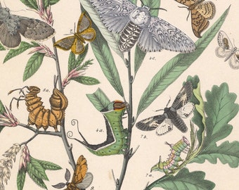 1883 | Antique Hand-Colored Butterflies Print - Chinese Character (Cilix glaucata) - Oak Hook-tip (Drepana binaria) - Lepidoptera Print