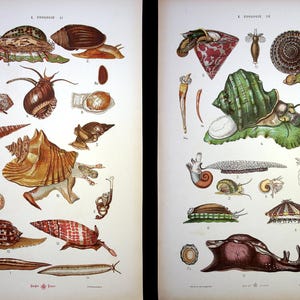 Peut inclure: Deux pages d'un livre ancien présentant des illustrations de divers coquillages. Les illustrations sont détaillées et colorées, mettant en valeur les différentes formes, tailles et textures des coquillages. Les pages sont numérotées et intitulées, suggérant qu'elles font partie d'une collection plus importante.