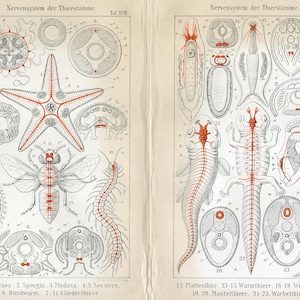 Ernst Haeckel Lithograph | Animal Nervous Systems | Antique Biology Print | Invertebrates, Vertebrates, Medusa, Starfish, Amphioxus - 1902