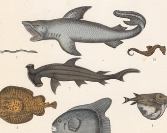 Old fish print - Antique Colored Litho by T.Bromme, 1865 - Spiny dogfish (Squalus acanthias), Great hammerhead (Sphyrna mokarran), Shark