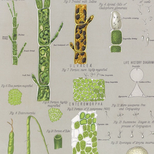 1883 Green Algae and Seaweeds Lithograph | Marine Plant Life | Vintage Colored Botanical Print | Conferya - Ulva - Enteromorpha - Myxomicetes
