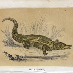 Antik alligatortryck från 1854 | Sällsynt illustration av reptiler och krokodiler | De heliga skrifternas naturhistoria | W.I. Bicknell