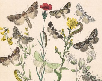 1883 | Antique Hand-Colored Butterflies Lithograph - Green Luperina (Luperina virens) - Hawthorn Moth (Miselia oxycantha) - Butterfly Litho