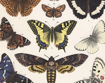 Old Butterflies Print - Antique Colored Litho by T.Bromme, 1865 - Apollo butterfly (Parnassius apollo), Brimstone (Gonepteryx rhamni)