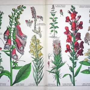 1887 Antique Botanical Lithograph - Foxglove, Snapdragon, Mullein, Horehound from "Naturgeschichte des Pflanzenreichs" | German Illustration