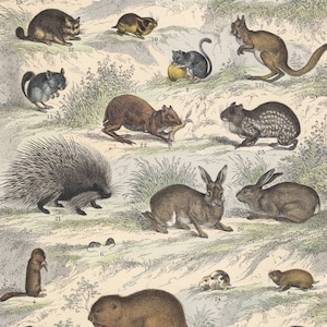 Puede incluir: Una impresión ilustrada que presenta una variedad de pequeños mamíferos, incluyendo un castor, un conejo, una ardilla, un puercoespín y varios tipos de roedores. Los animales se representan en un entorno natural con árboles, rocas y hierba.