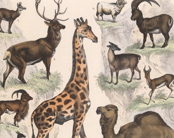 May include: An illustration of various animals, including a giraffe, a camel, a bison, a sheep, a deer, and a goat. The animals are depicted in a natural setting with a variety of colours and textures.