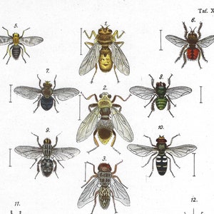 May include: An illustrated chart of 15 different types of flies, including the horsefly, botfly, and housefly. The chart is labeled with the scientific names of each fly and a brief description of its characteristics. The chart is from a book on entomology.