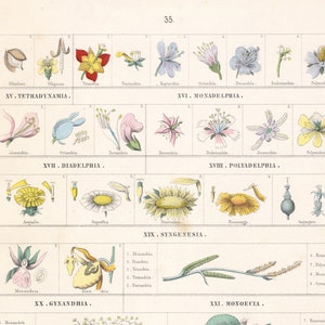 May include: A vintage botanical illustration chart showing different types of plants and flowers categorized by their class. The chart is divided into 13 sections, each with a title and a description of the plant class. The chart is printed on a white background with black text and colorful illustrations.
