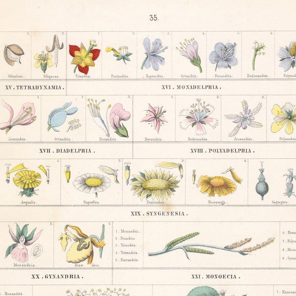 Antique Plant Print - T.Bromme 1865 Colored Lithograph, Linnaeus' Classes 15-23: Evolution of Botanical Art - Detailed Flower Litho