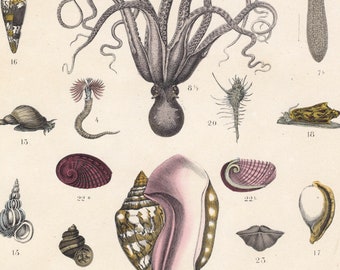 1859 T.Bromme Lithographie: Exquisiter antiker Oktopus und verschiedene Schneckendruck – Einfangen der Meerespracht in Vintage-Kunst