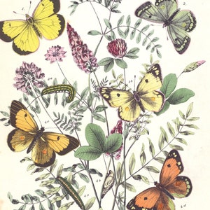 May include: A vintage botanical illustration featuring five butterflies with yellow, orange, and green wings, perched on a branch of clover blossoms with pink and red flowers.