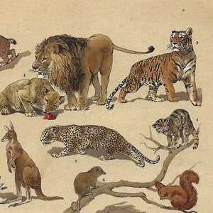 Op de afbeelding: Een geïllustreerde kaart met 18 verschillende dieren, waaronder een leeuw, een tijger, een lynx, een kangoeroe, een luipaard, een eekhoorn, een bever, een konijn, een egel, een luiaard, een miereneter, een gordeldier en meer. De dieren zijn afgebeeld in een realistische stijl met gedetailleerde markeringen en kleuren.