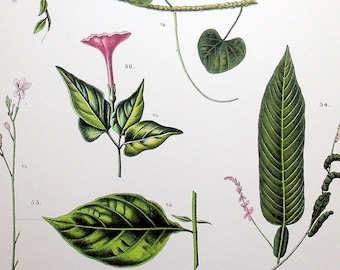 1915 Antique Botanical Lithography: Lawsonia inermis, a Vital Indian Medicinal Plant | Explore Historic Flora in Historic Art