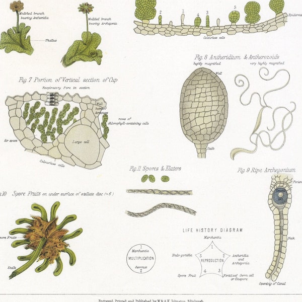 1883 Liverworts Study | Detailed Botanical Print of Non-Vascular Cryptogams | Antique Colored Litho | LIVERWORTS - LUNULARIA - MARCHANTIA